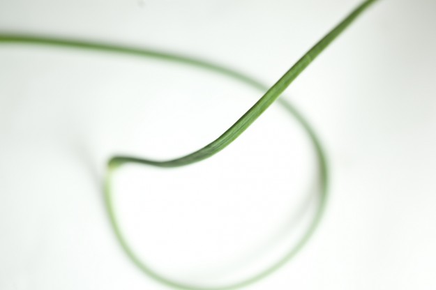 3636872973_34cf619253_b